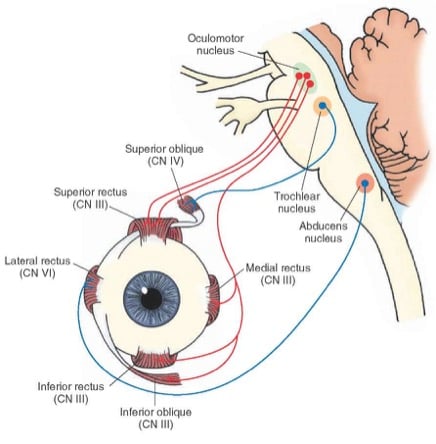 Orbit — MRCS Part B Anatomy