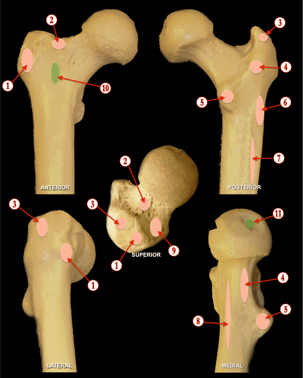 Femur — MRCS Part B Anatomy spot tests