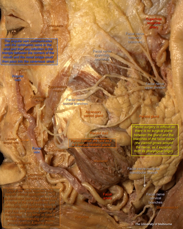 Parotid Gland — MRCS Part B Anatomy