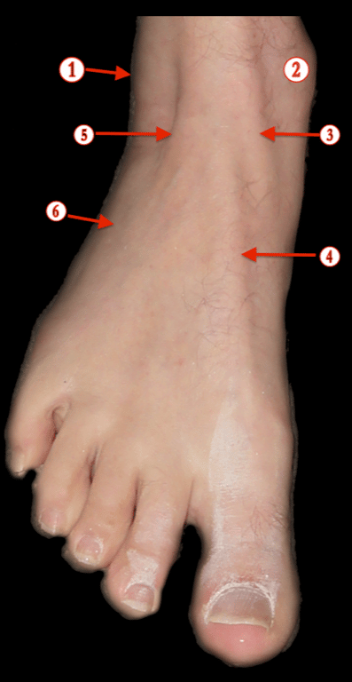 Foot and Ankle 1 — MRCS Part B Anatomy