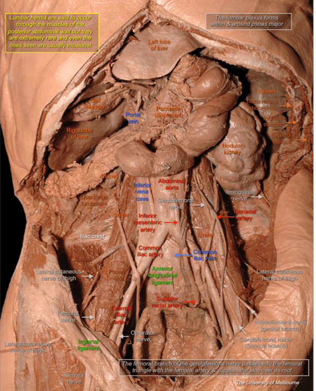 Abdominal Cavity — MRCS Part B Anatomy