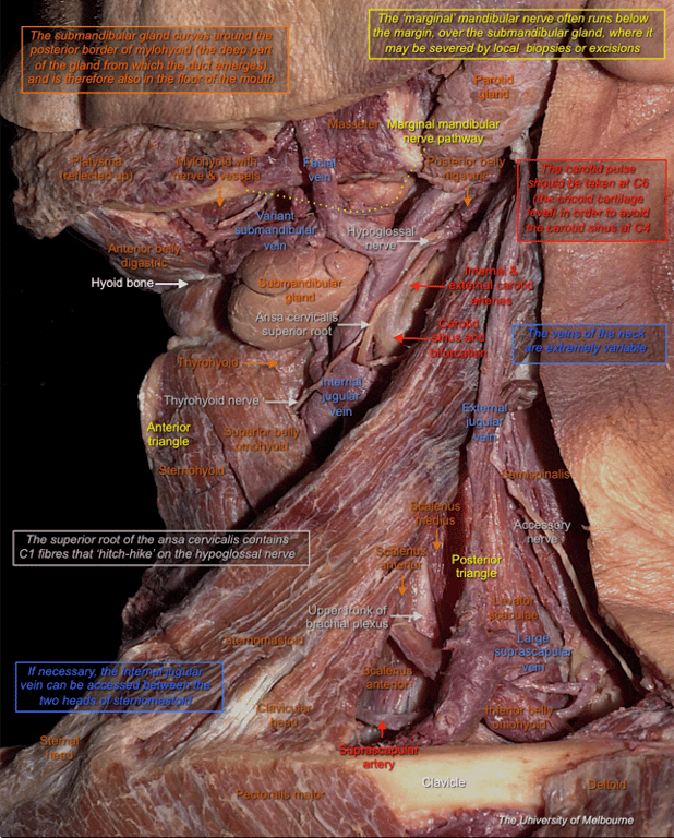 Anterior Triangle — MRCS Part B Anatomy