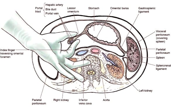 Liver — MRCS Part B Anatomy