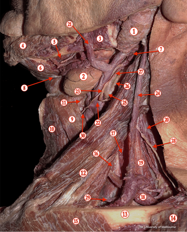 Anterior Triangle — MRCS Part B Anatomy