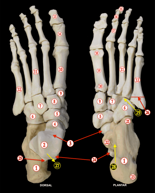Foot and Ankle 1 — MRCS Part B Anatomy