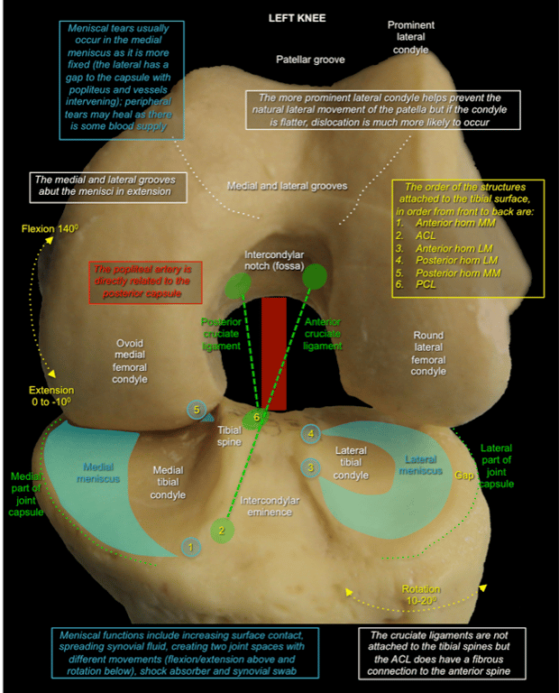 Knee 1 — MRCS Part B Anatomy