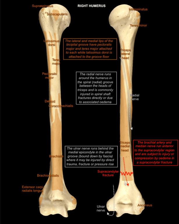 Humerus 2 — MRCS Part B Anatomy