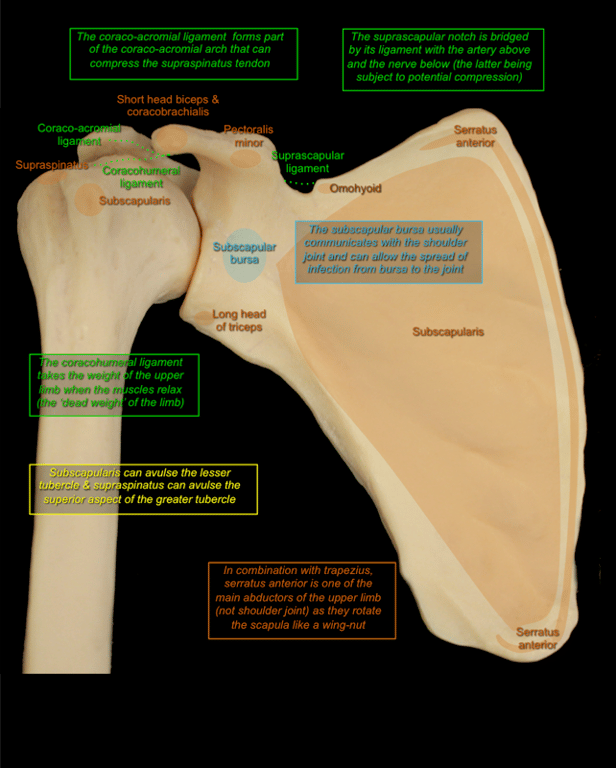 Shoulder — MRCS Part B Anatomy