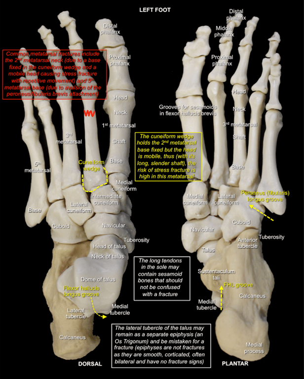 Foot and Ankle 1 — MRCS Part B Anatomy