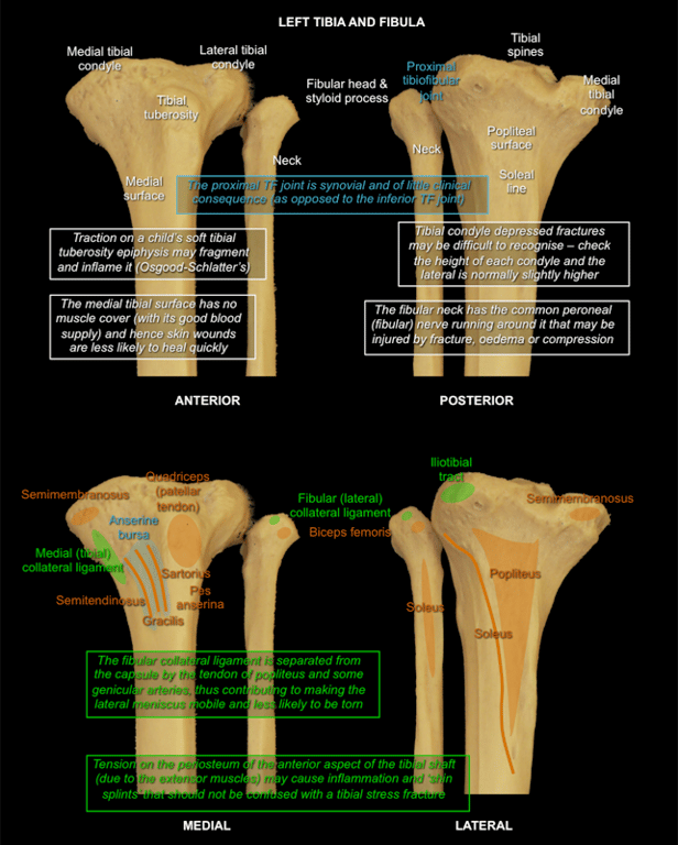 Leg — MRCS Part B Anatomy