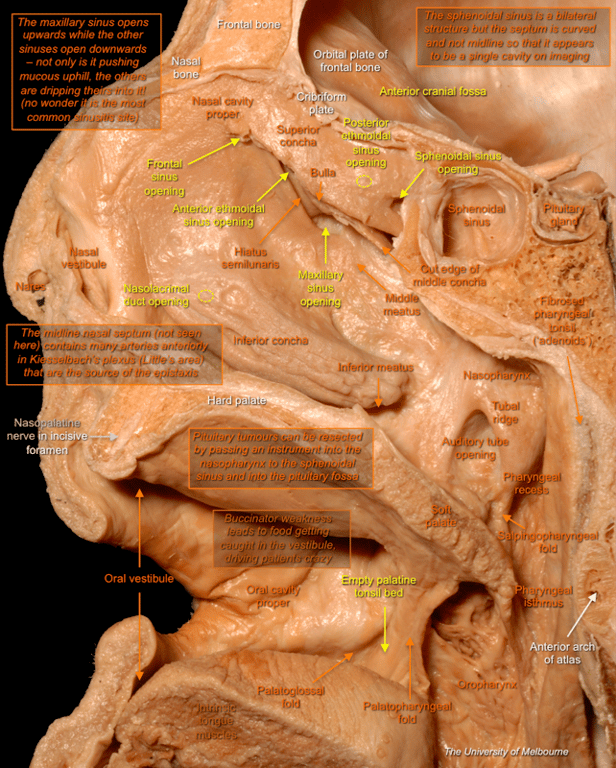 Nasal Region — MRCS Part B Anatomy