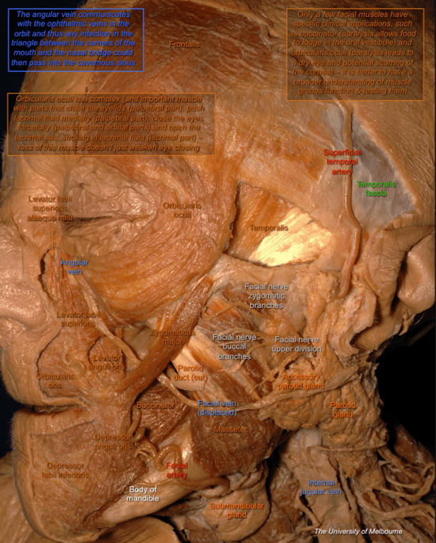 Submandibular — MRCS Part B Anatomy