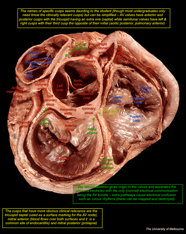 Heart 3 — MRCS Part B Anatomy