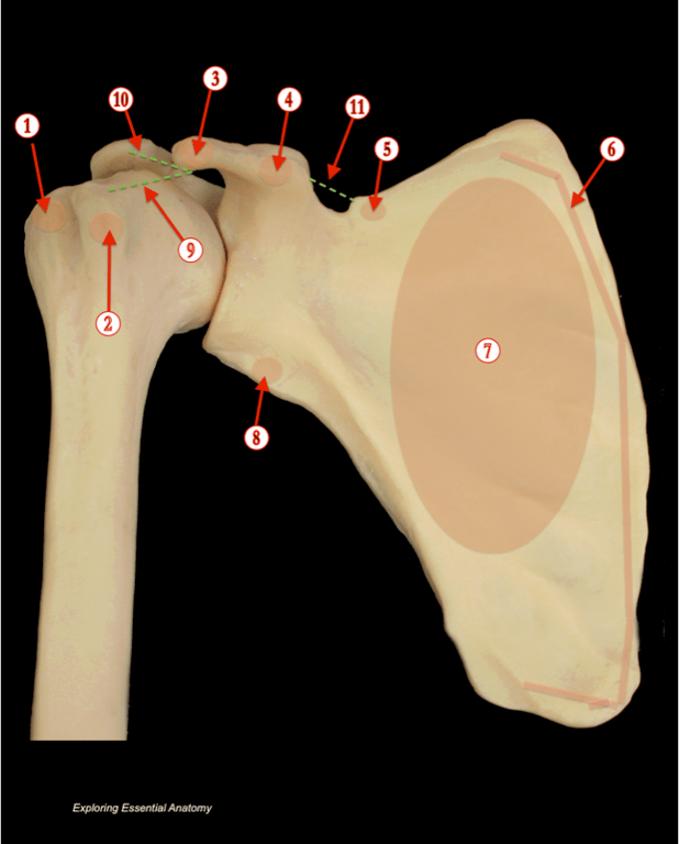 Shoulder — MRCS Part B Anatomy