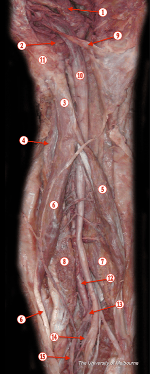 Thigh — MRCS Part B Anatomy