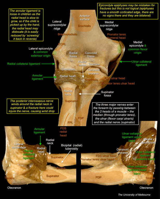 Elbow — MRCS Part B Anatomy