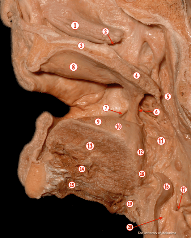 Nasal Region — MRCS Part B Anatomy