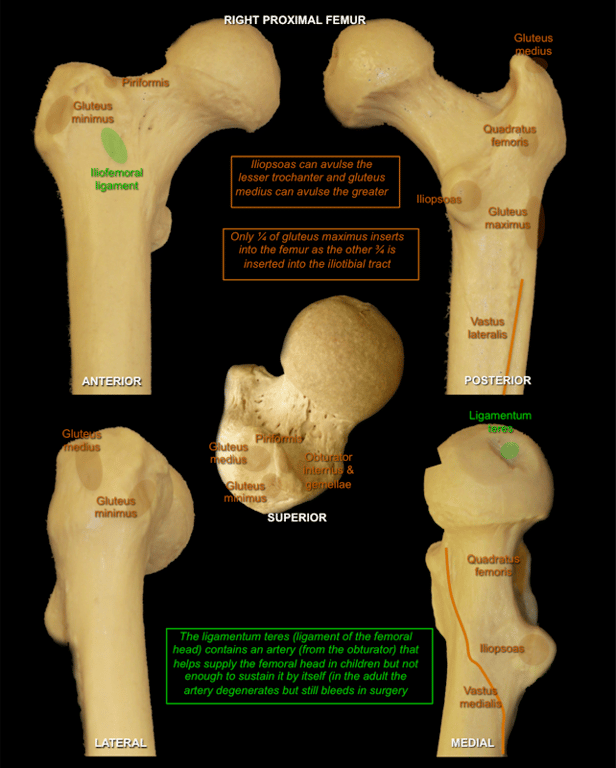 Hip — MRCS Part B Anatomy
