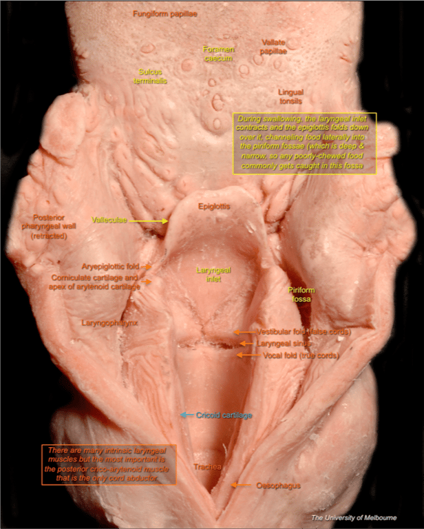 Larynx — MRCS Part B Anatomy