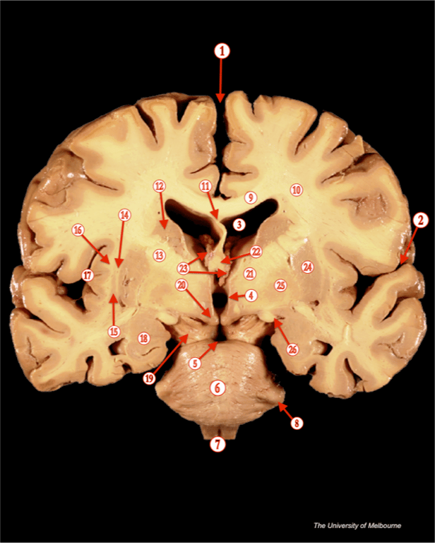 Cortex — MRCS Part B Anatomy