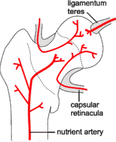 Pelvis — MRCS Part B Anatomy