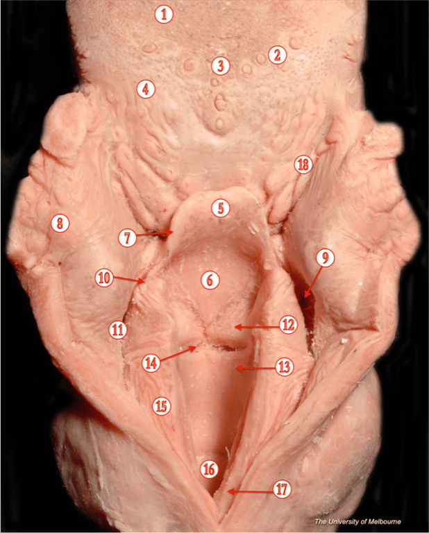 Larynx — MRCS Part B Anatomy