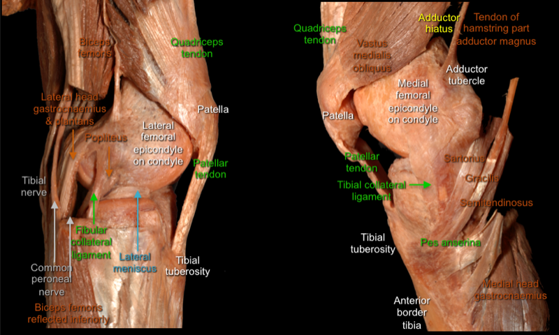 Knee 2 — MRCS Part B Anatomy