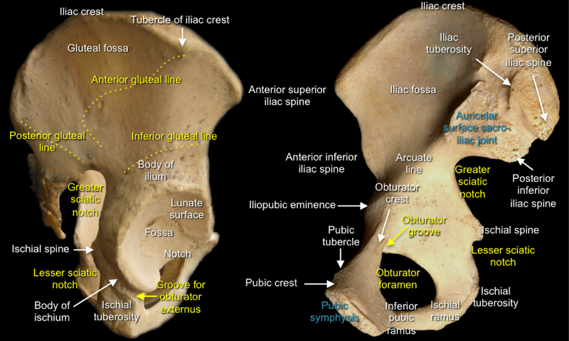 Pelvis — MRCS Part B Anatomy