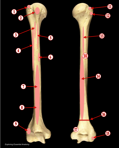 Humerus 2 — MRCS Part B Anatomy