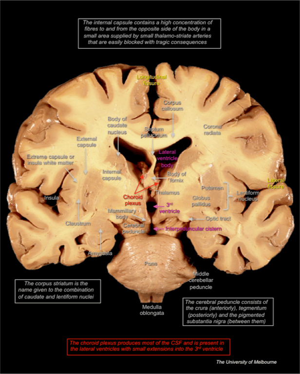 Cortex — MRCS Part B Anatomy