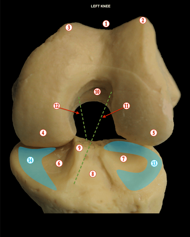 Knee 1 — MRCS Part B Anatomy
