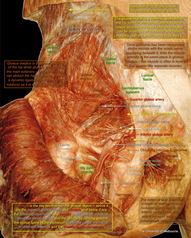 Gluteal Region — MRCS Part B Anatomy
