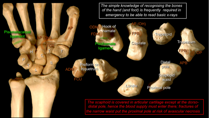 Hand 1 — MRCS Part B Anatomy