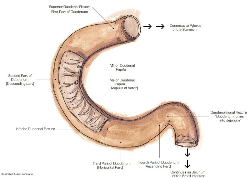 Small Intestine — MRCS Part B Anatomy