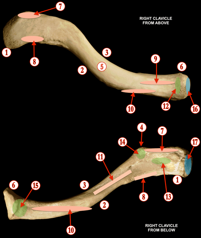 Clavicle — MRCS Part B Anatomy spot tests