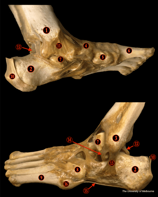Foot and Ankle 2 — MRCS Part B Anatomy