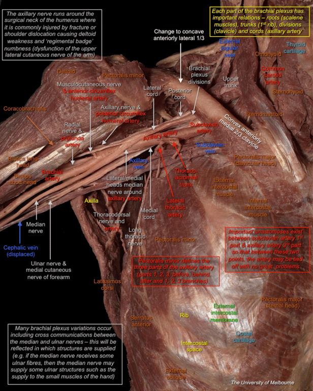 Brachial Plexus 2 — MRCS Part B Anatomy