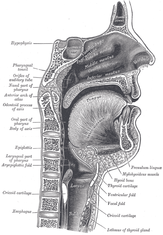 Oropharynx — MRCS Part B Anatomy