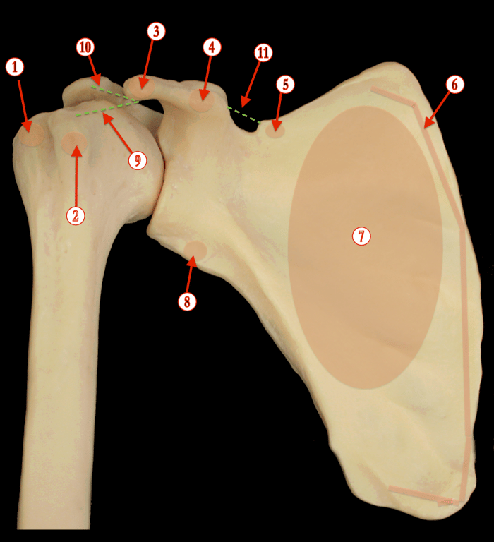 Shoulder — MRCS Part B Anatomy spot tests
