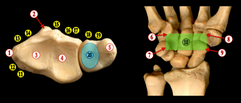 Wrist — MRCS Part B Anatomy