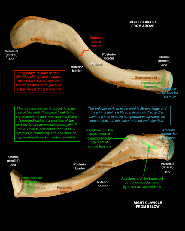 Clavicle and Ribs — MRCS Part B Anatomy