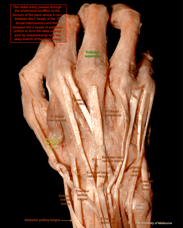 Hand 2 — MRCS Part B Anatomy