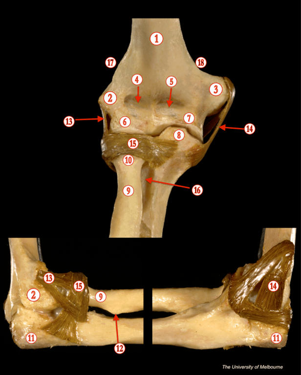 Elbow — MRCS Part B Anatomy