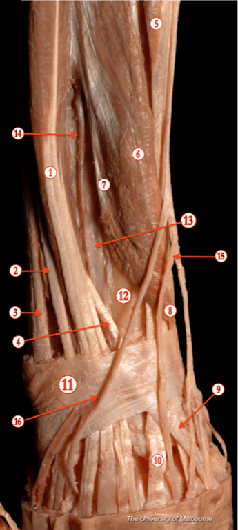 Forearm 1 — MRCS Part B Anatomy