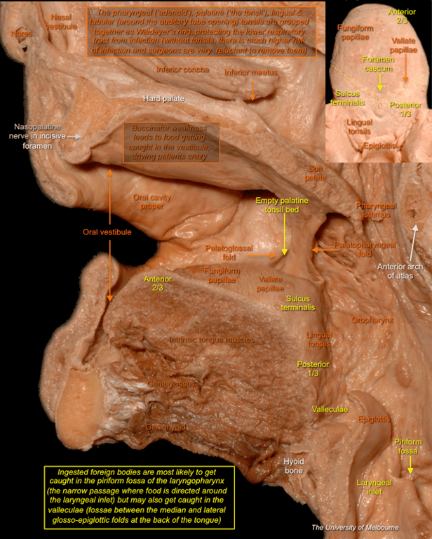 Nasal Region — MRCS Part B Anatomy