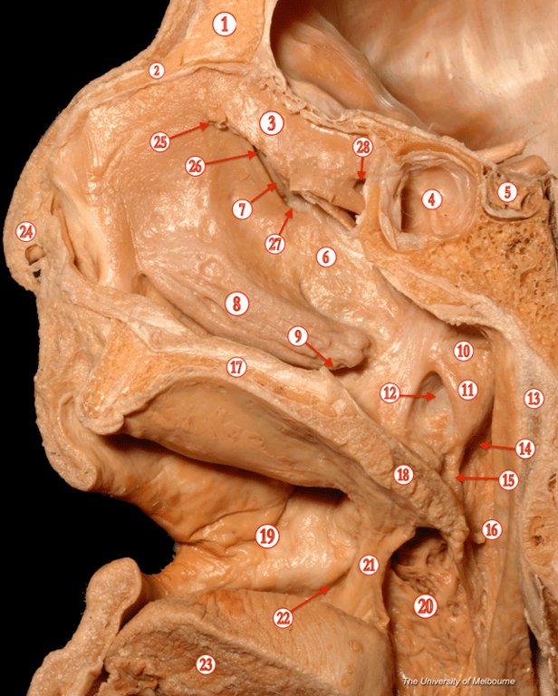 Nasal Region — MRCS Part B Anatomy