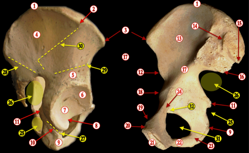 Pelvis — MRCS Part B Anatomy