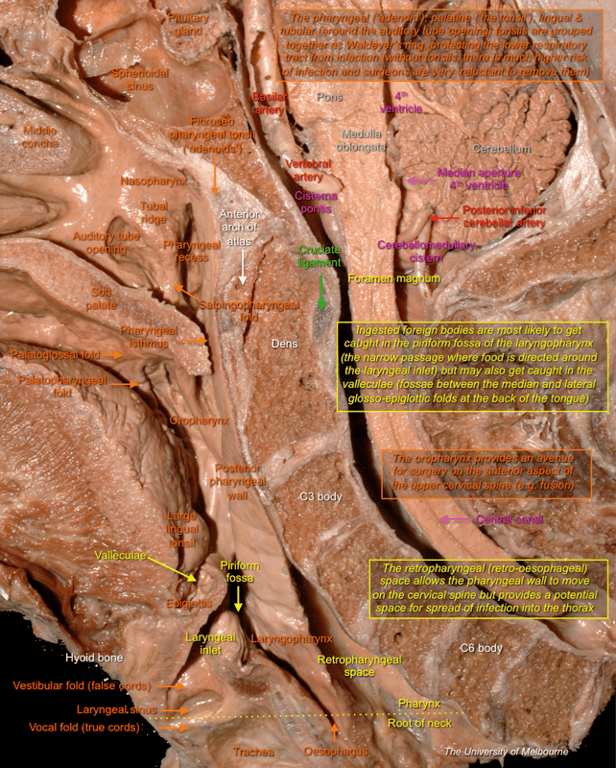 Oropharynx — MRCS Part B Anatomy