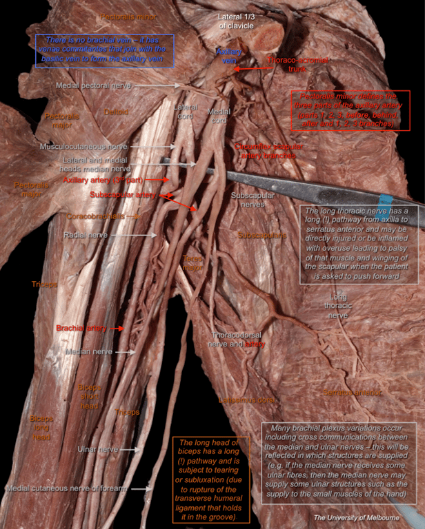Brachial Plexus 1 — MRCS Part B Anatomy