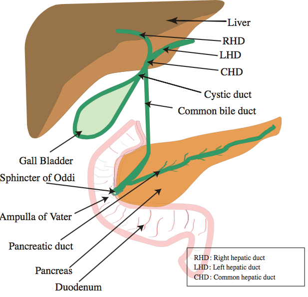 Biliary System — What is the function of the gall bladder?